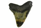 Fossil Megalodon Tooth - North Carolina #147016-1